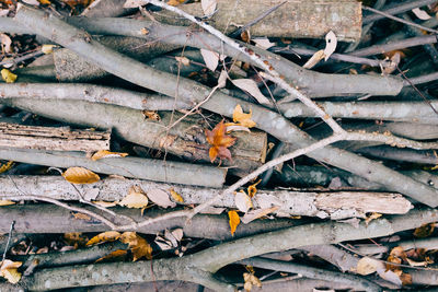 High angle view of dry leaves on wood