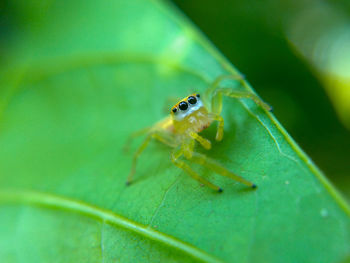 Close-up of insect on leaf