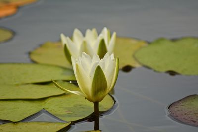 Close-up of water lily in lake