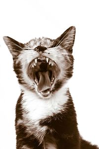 Close-up of cat against white background