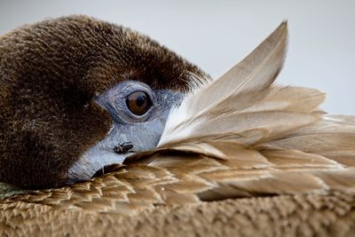 Side on closeup of galapagos brown pelican pelecanus occidentalis urinator in galapagos islands