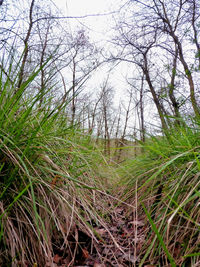 Plants growing on field