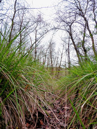 Plants growing on field