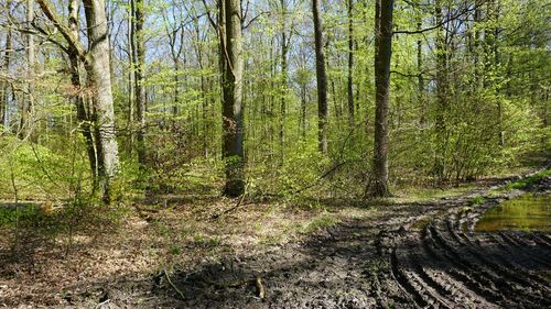 Trees growing in forest