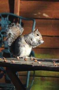 Close-up of squirrel on wood