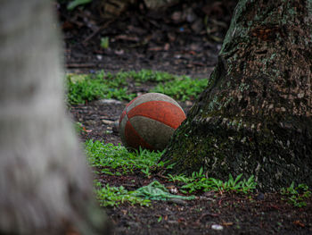 Close-up of ball on tree trunk