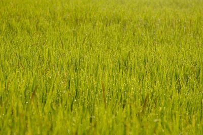 Full frame shot of corn field