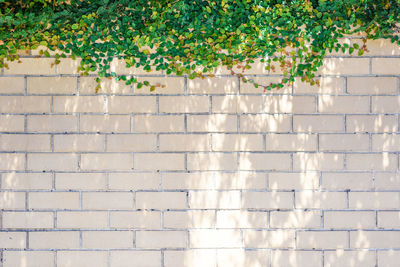 Green ivy leaves on the top of white brick wall, textured background.