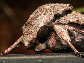 Close-up of a rabbit