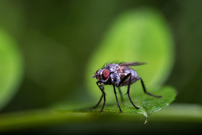 Close-up of fly on leaf