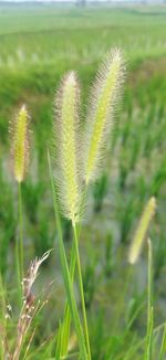 Close-up of crop growing on field