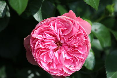 Close-up of pink rose