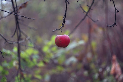 Close-up of fruits on tree