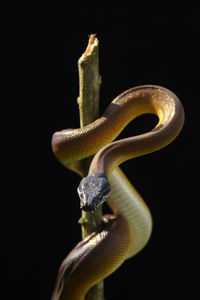 Close-up of snake against black background