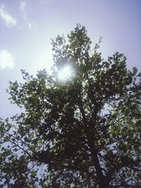 Low angle view of trees against sky