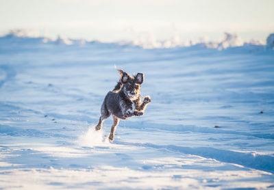 Dog running on snow covered landscape