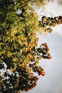 Low angle view of tree against sky