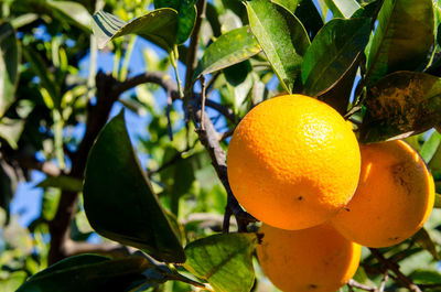 Close-up of fruits on tree