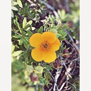 Close-up of yellow flowers