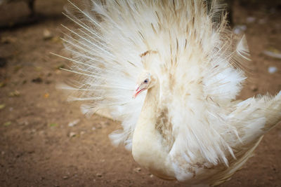 High angle view of a bird