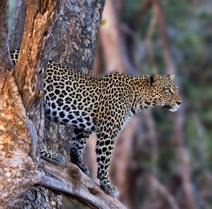 Close-up of a cat on tree trunk