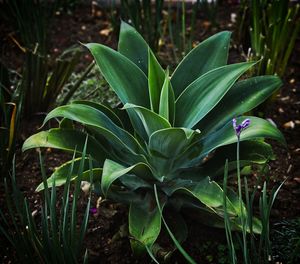 Close-up of flowering plant on field