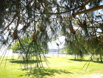 Trees on field