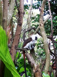 Low angle view of a tree