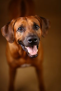 Close-up portrait of a dog