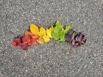 High angle view of autumn leaves on road