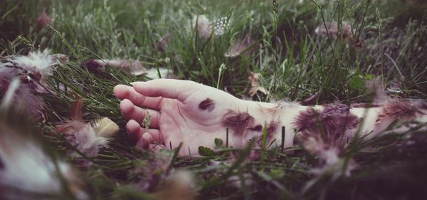 Close-up of hand amidst feathers on field