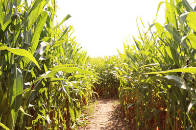 View of corn field against clear sky