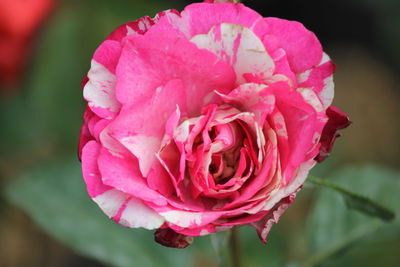 Close-up of pink rose