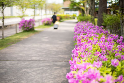 Close-up of fresh pink flowers in bloom