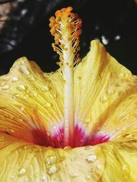 Close-up of day lily blooming outdoors