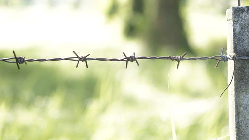 Close-up of barbed wire on fence