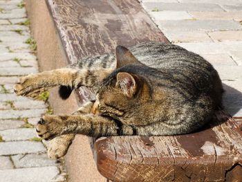 Close-up of a cat