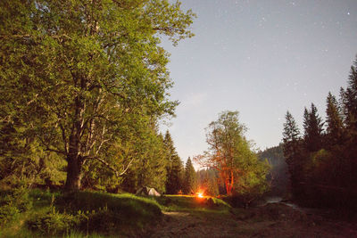 Trees in forest against sky at night