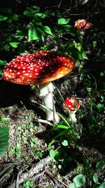 Close-up of fly agaric mushroom in forest