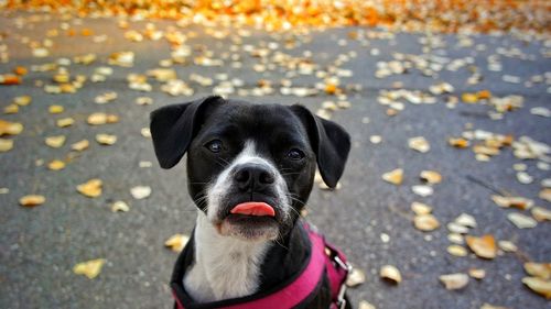 Portrait of black dog