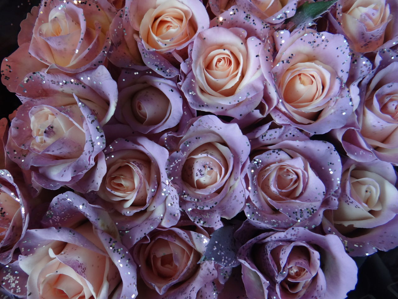 HIGH ANGLE VIEW OF ROSES IN CONTAINER