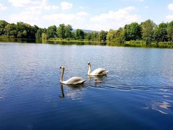 Swans swimming in lake
