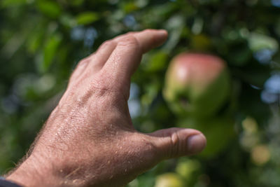 Close-up of hand picking apple