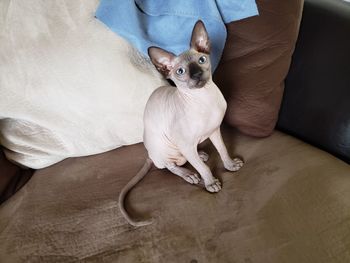 High angle view of sphynx relaxing on sofa