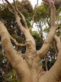 Low angle view of tree