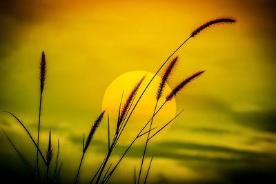 Close-up of stalks in field against sunset sky