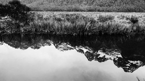 Reflection of tree in lake against sky