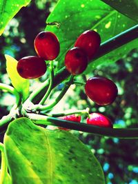 Close-up of red berries growing on tree