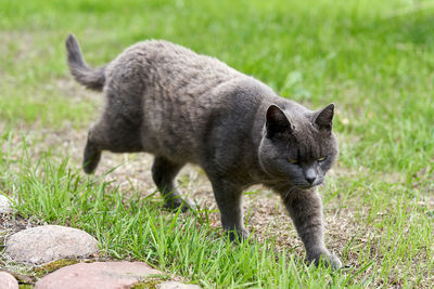 Cat standing on grass