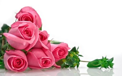 Close-up of pink rose bouquet against white background